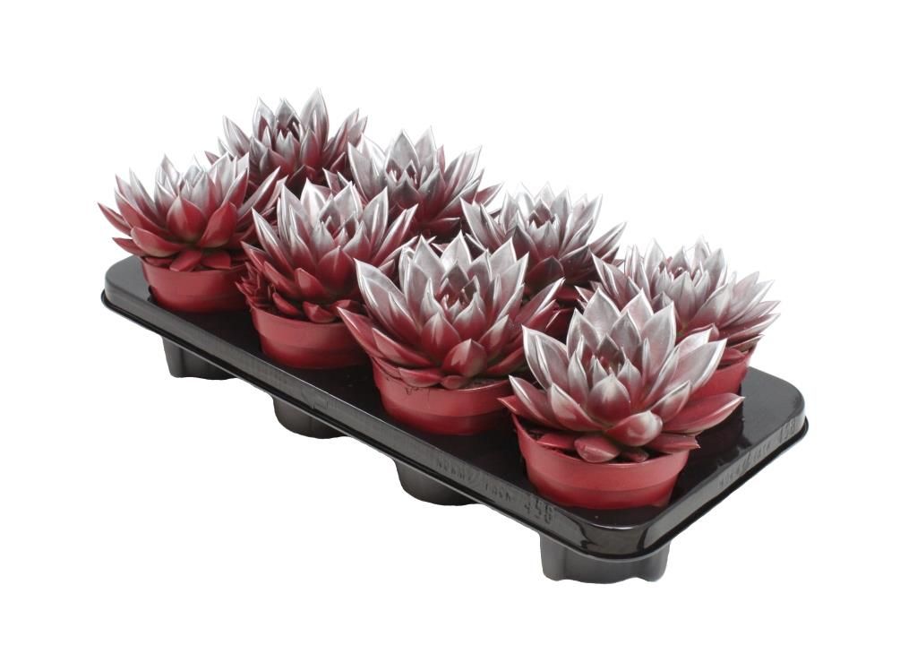 Miranda bicoloured red/silver, D 12