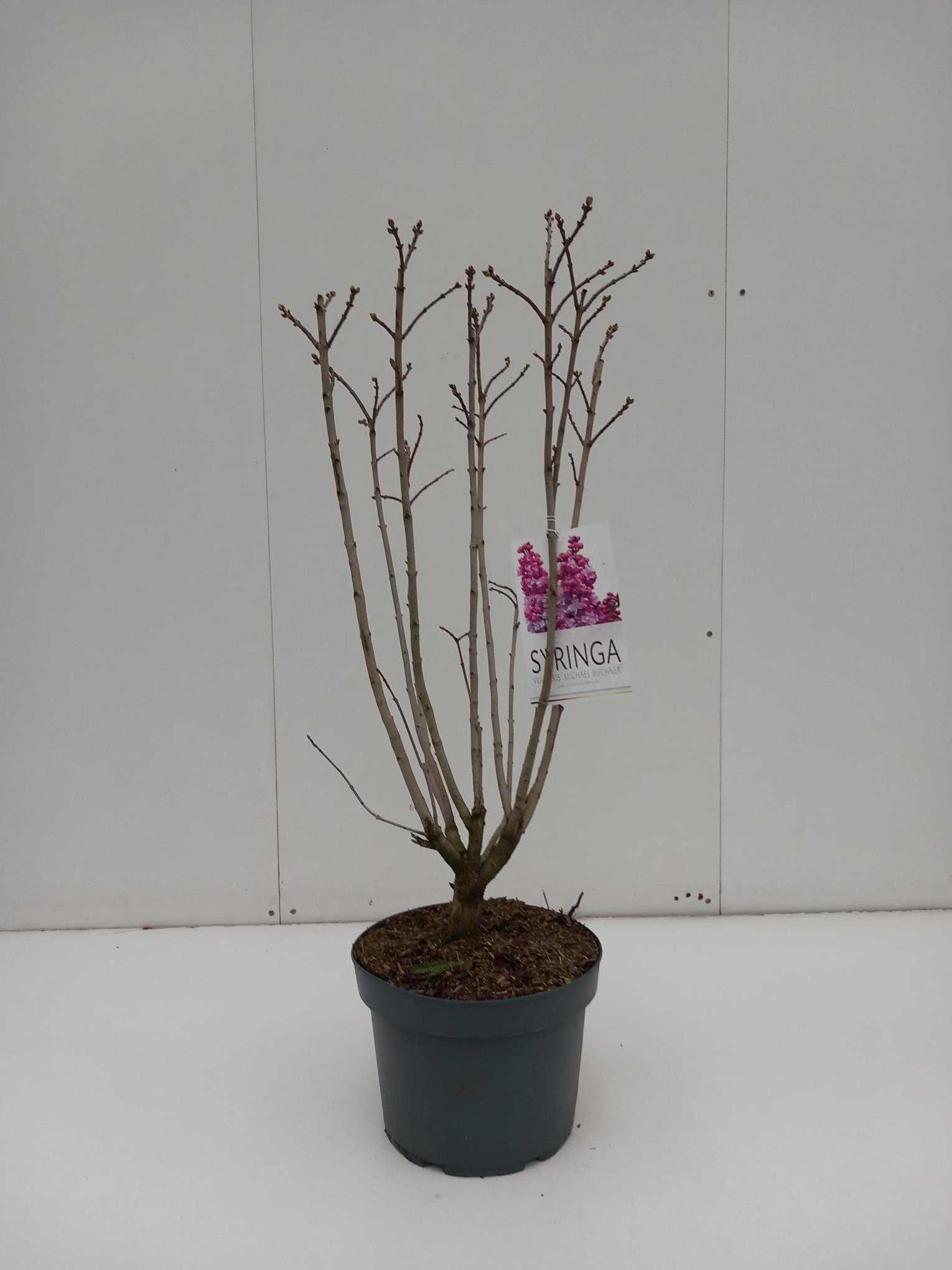 Syringa Michel Buchner, D 29