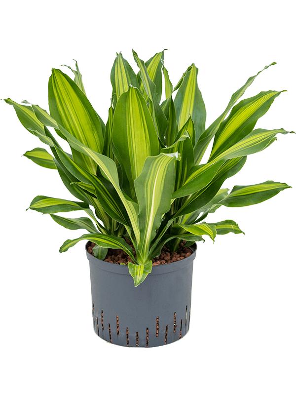 Dracaena fragrans 'Burley', D 25