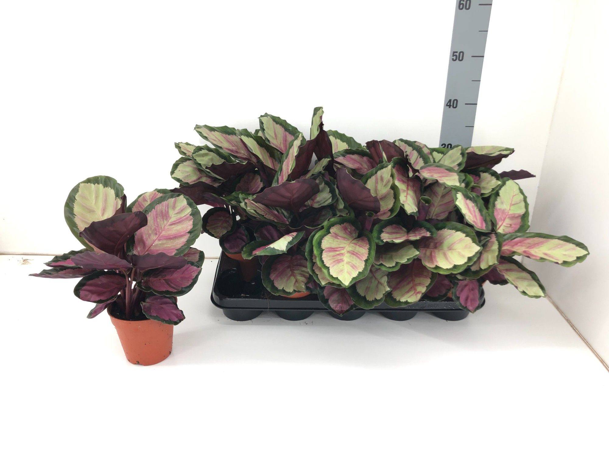 Calathea Silvia P12, D 12