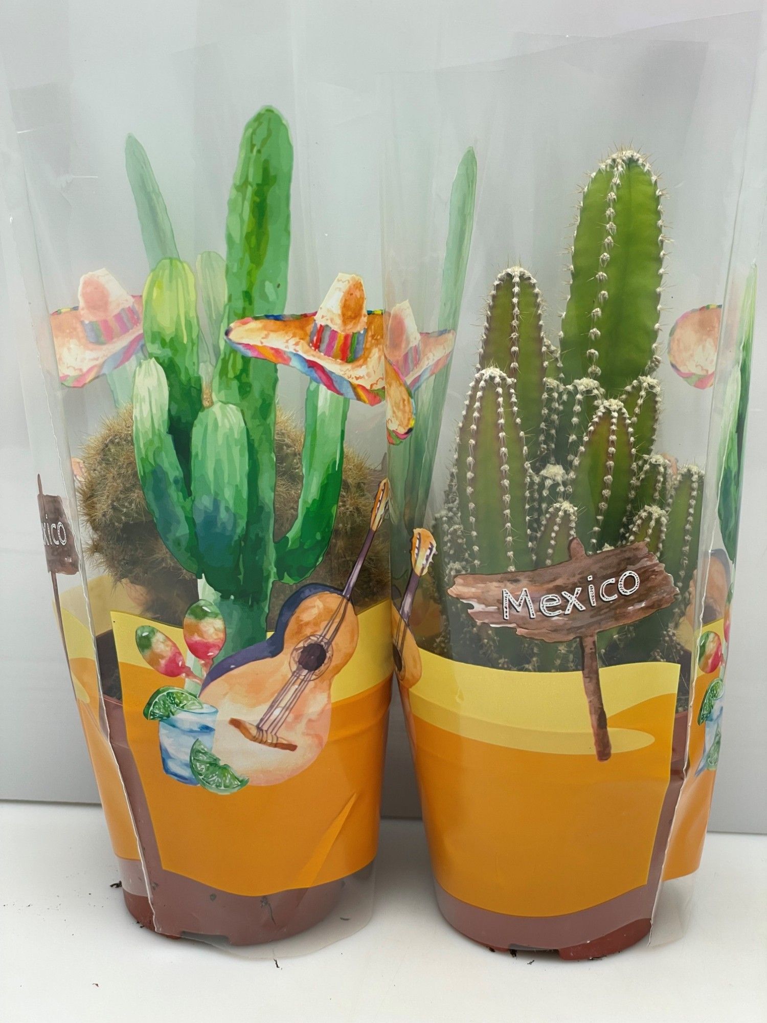 729 Opuntia in mexicohoes 8,5 cm, D 8,5