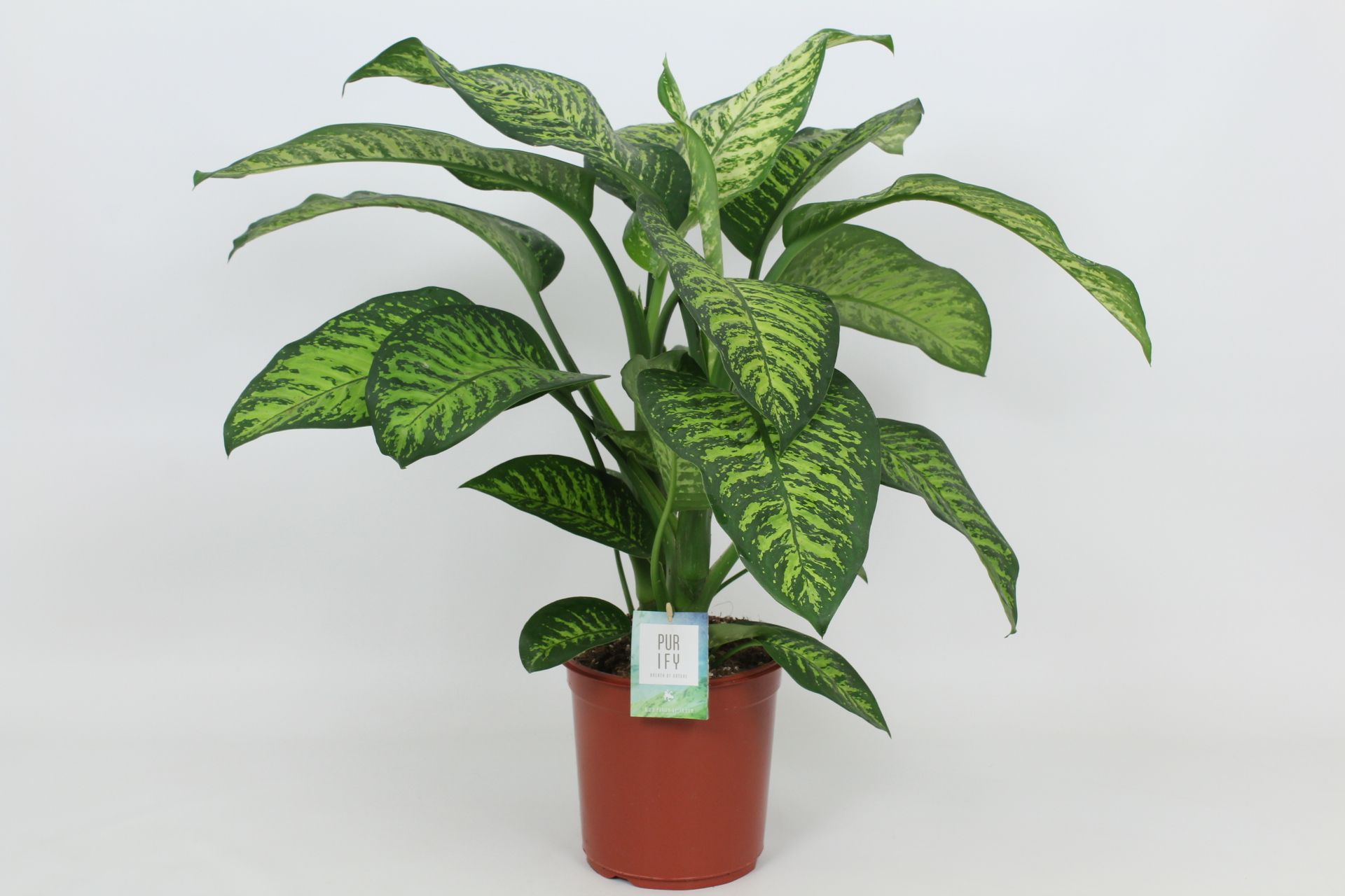 Purify Dieffenbachia Tropic Jewel 24 cm, D 24