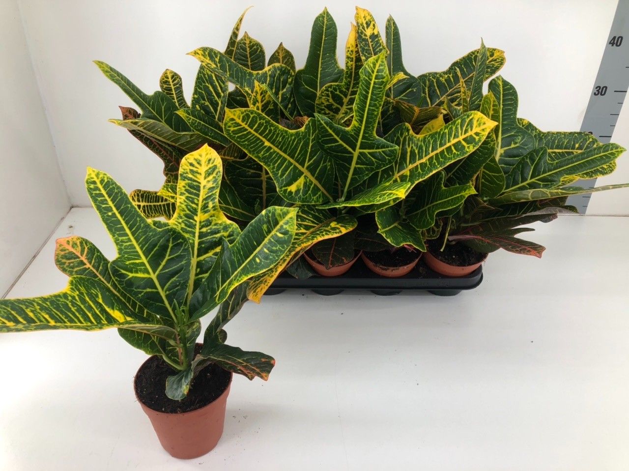 Codiaeum Variegatum 'Excellent' P12, D 12
