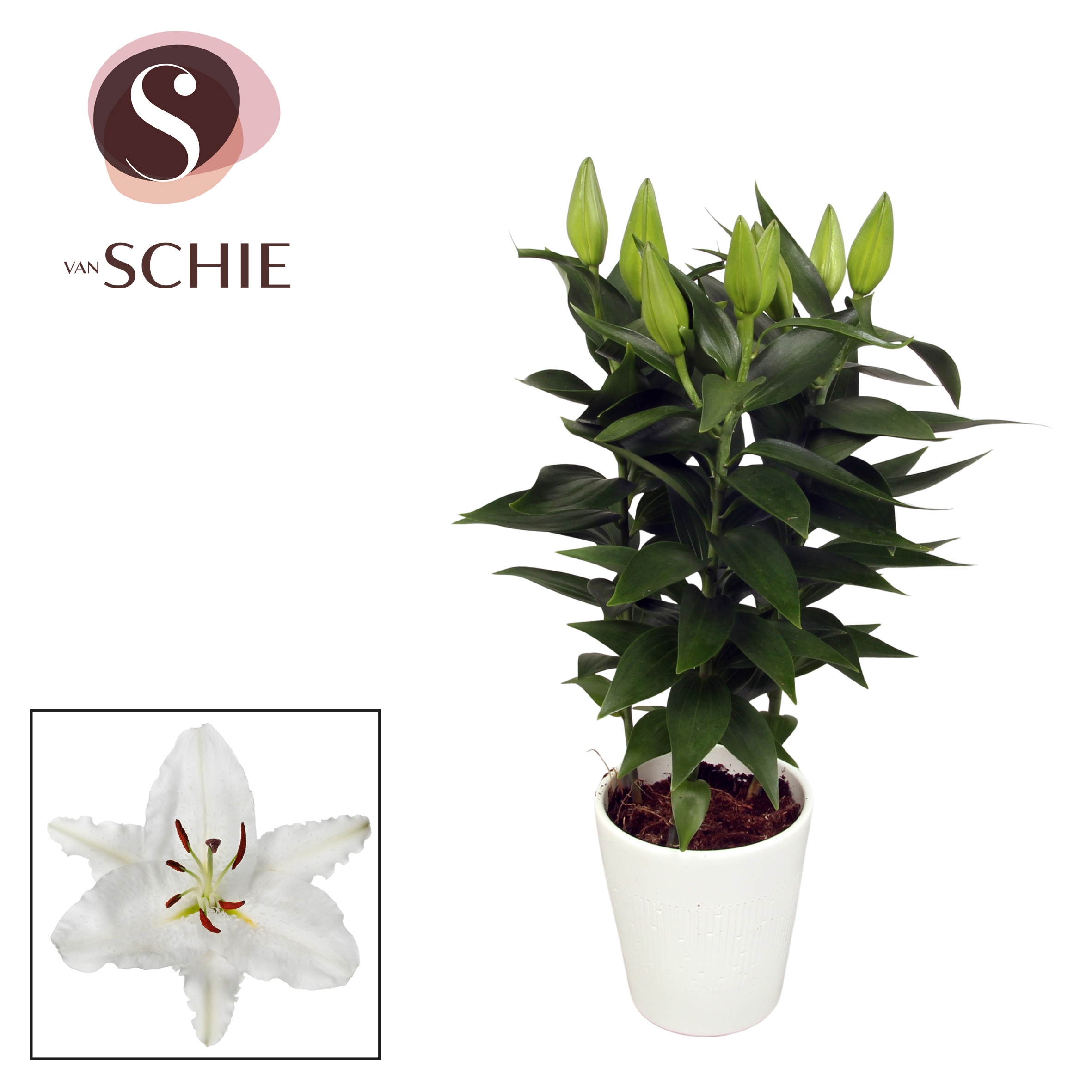 Oriental White 13cm keramiek LINO, D 13