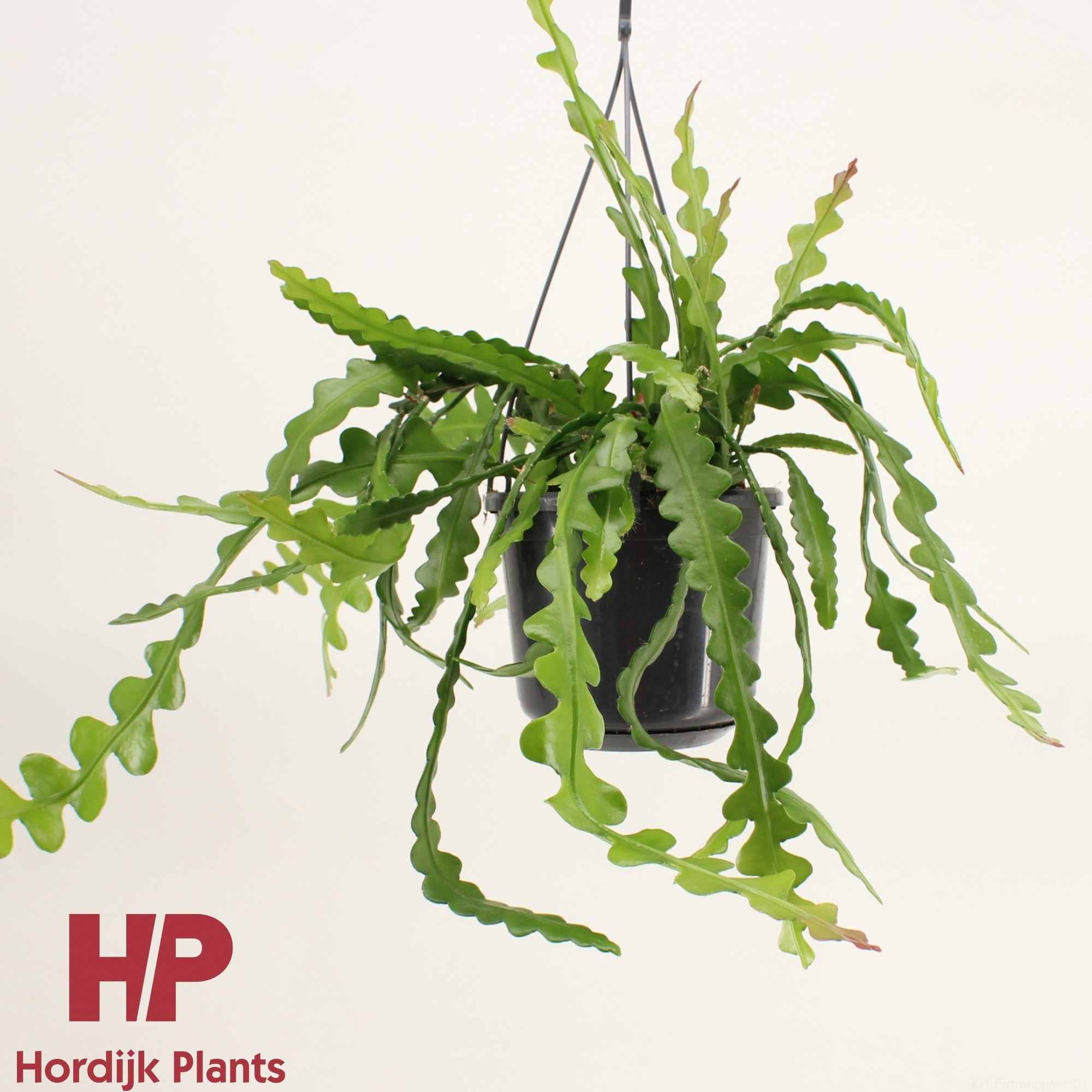 Epiphyllum anguliger, D 15