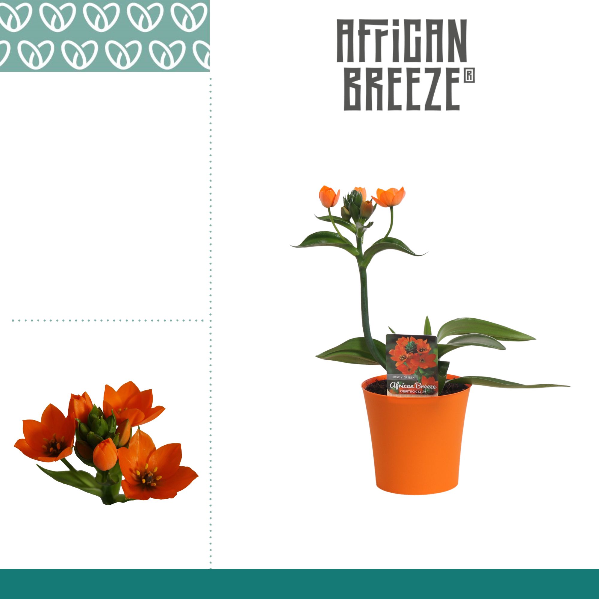 Ornithogalum Dubium Oranje 1pp in Linge Oranje, D 10,5