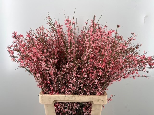 Гениста крашеная Пинк за пучок 65 (краш. ), пуч.