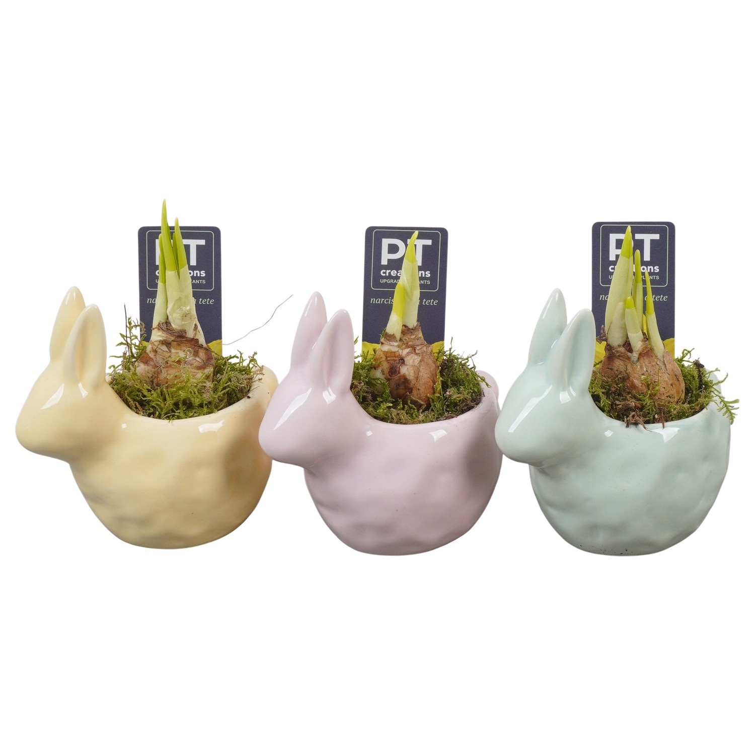 PTNP4538 Arrangement Narcissus Easter in keramiek konijn, D 12