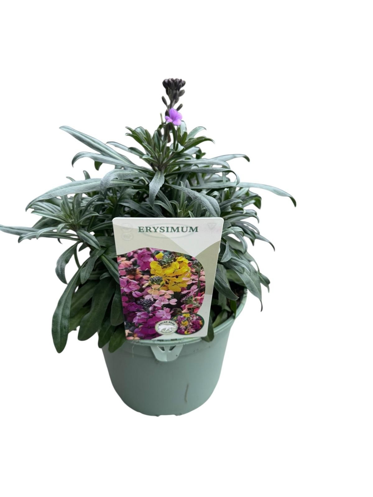 Erysimum 'Bowles Mauve' Alleen Full CC, D 17