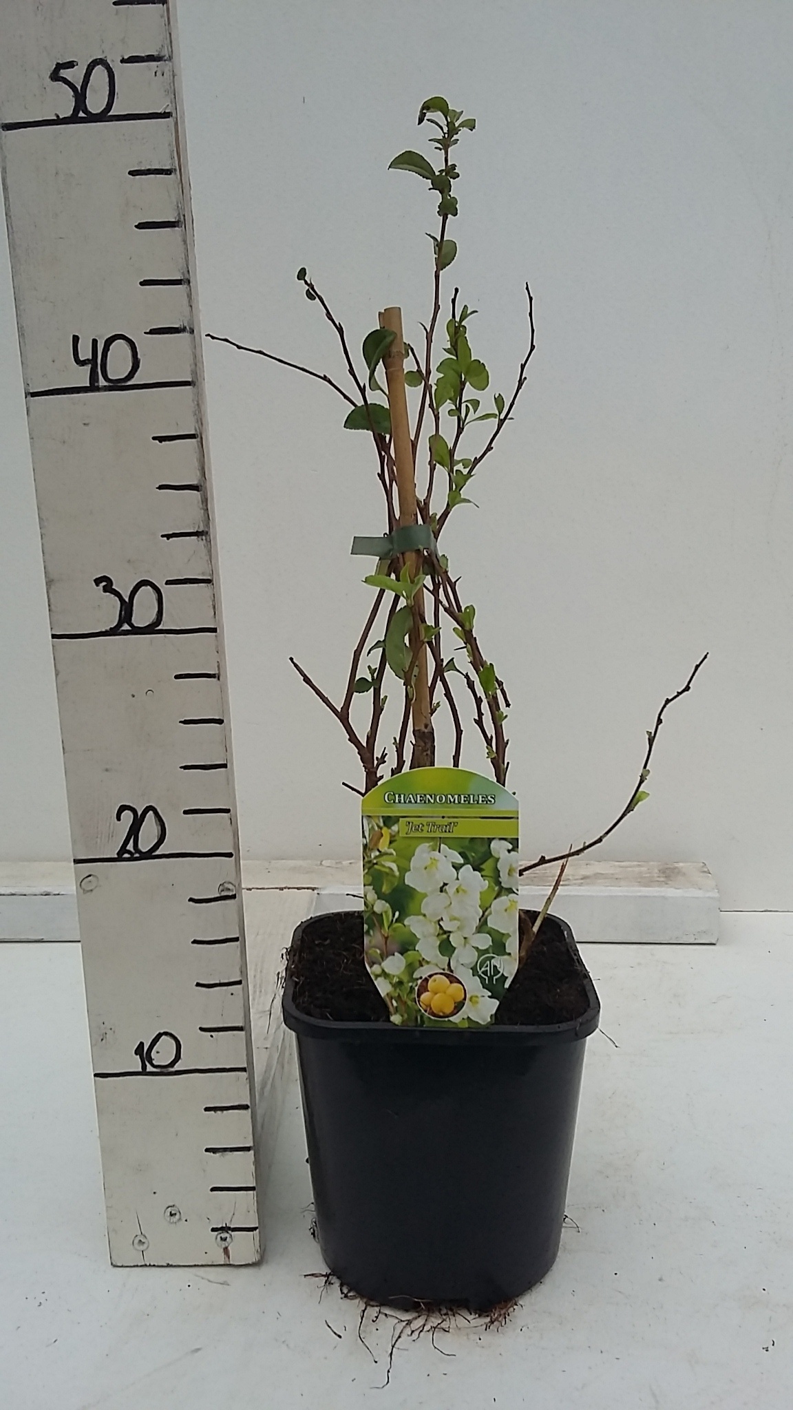 Chaenomeles x superba 'Jet Trail', D 17