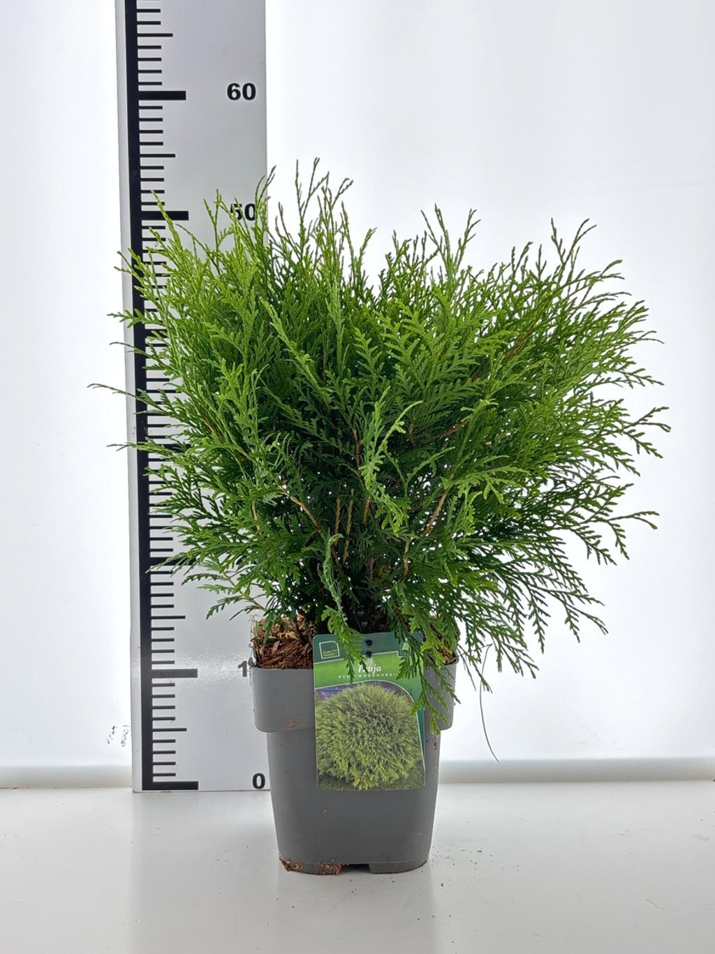 Thuja occ. 'Woodwardii', D 19