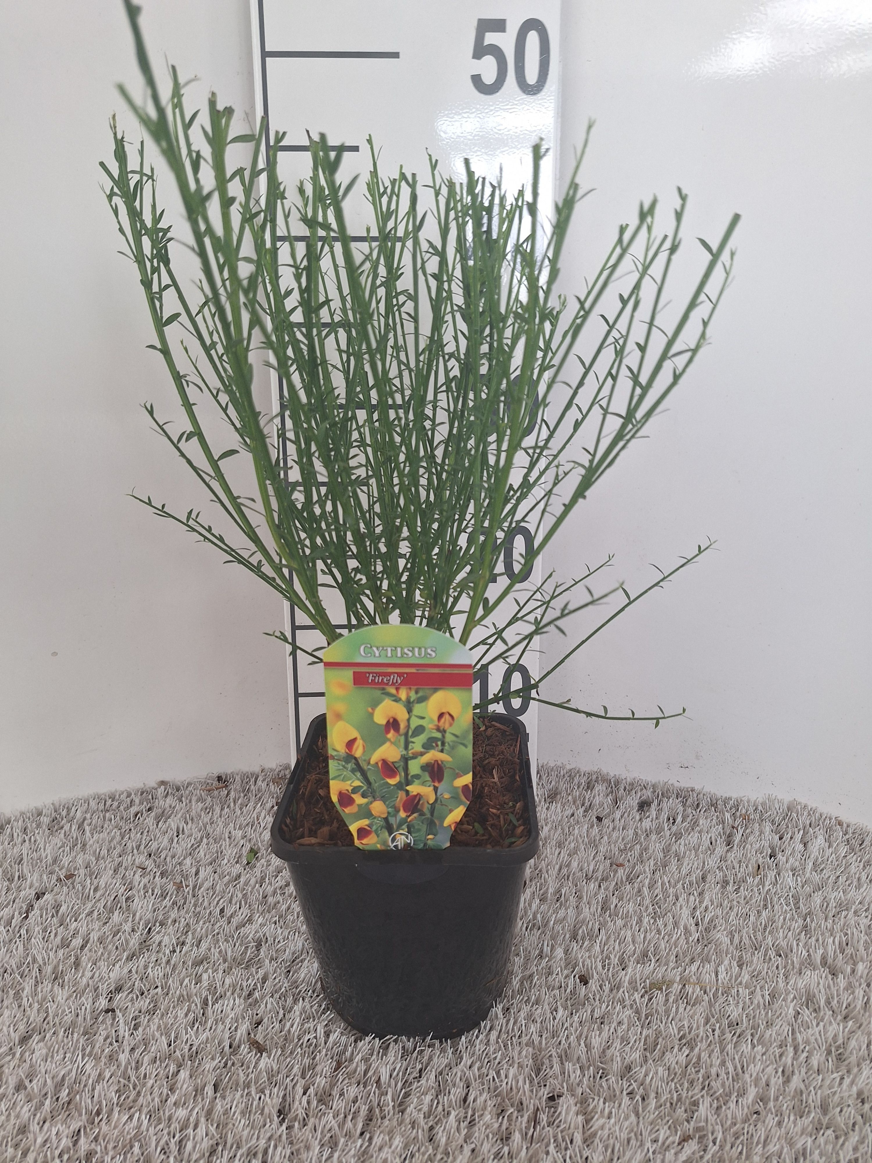 Cytisus firefly, D 14