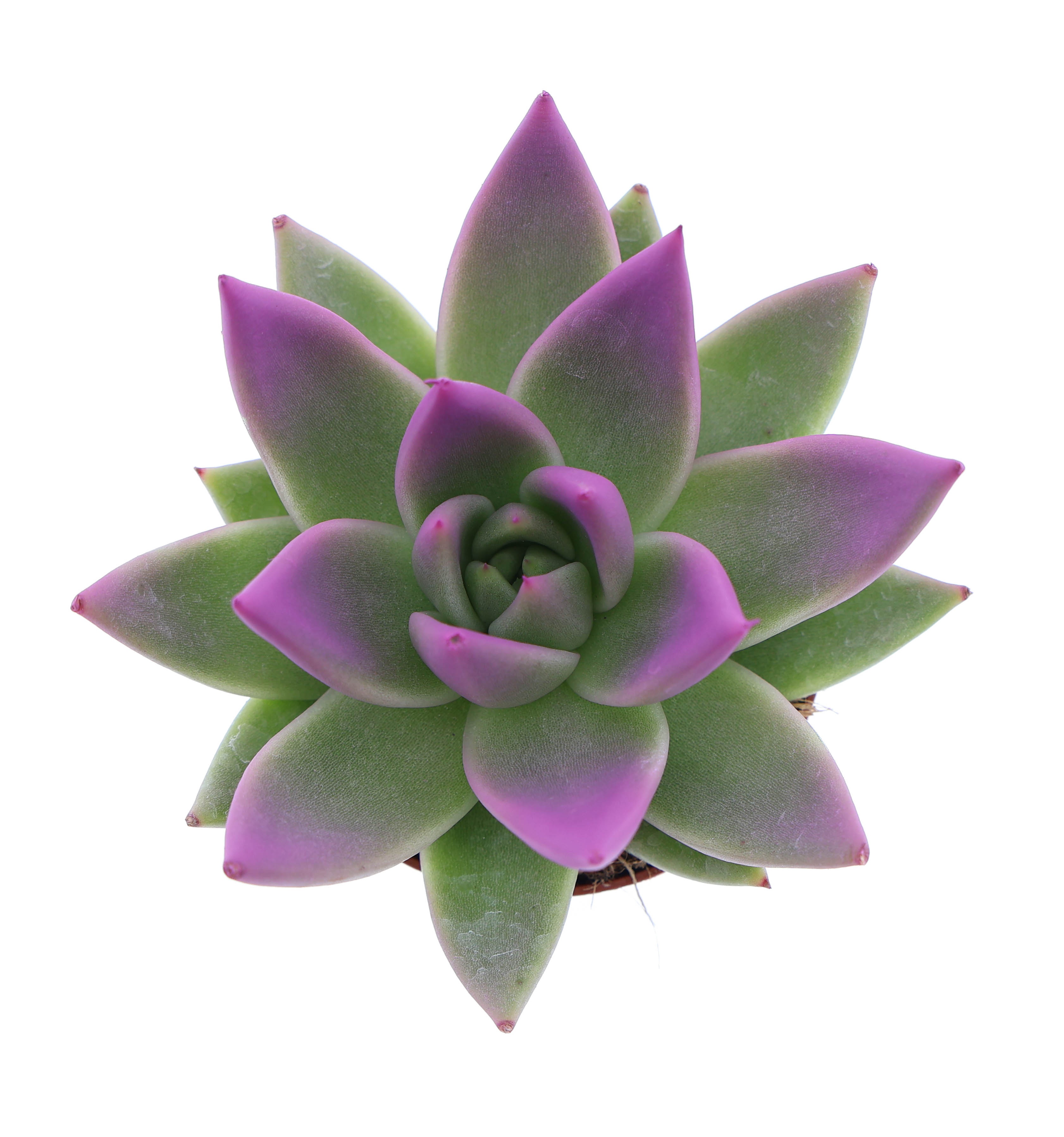 Miranda tips fuchsia, D 6