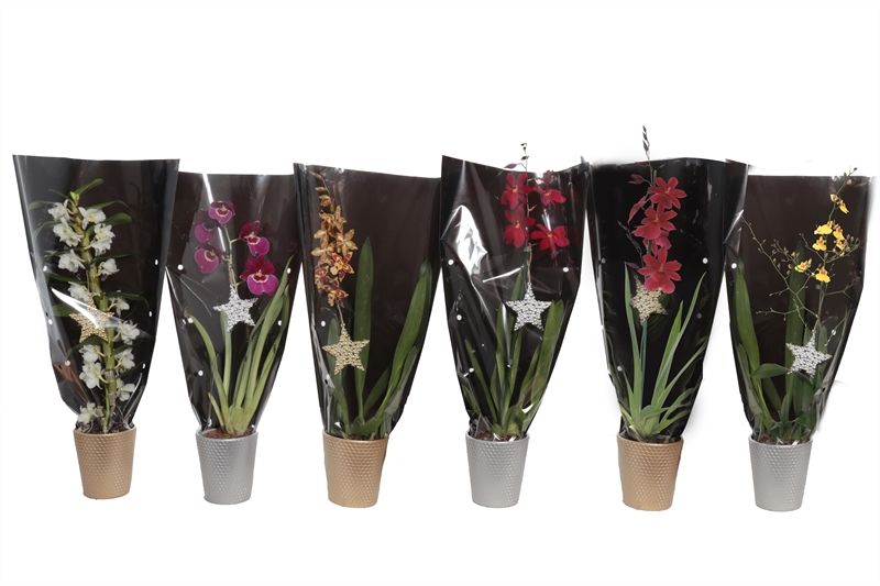 Zoe p12 dots gold/silver Orchideeen mix 1T in zwarte sierhoes, D 12