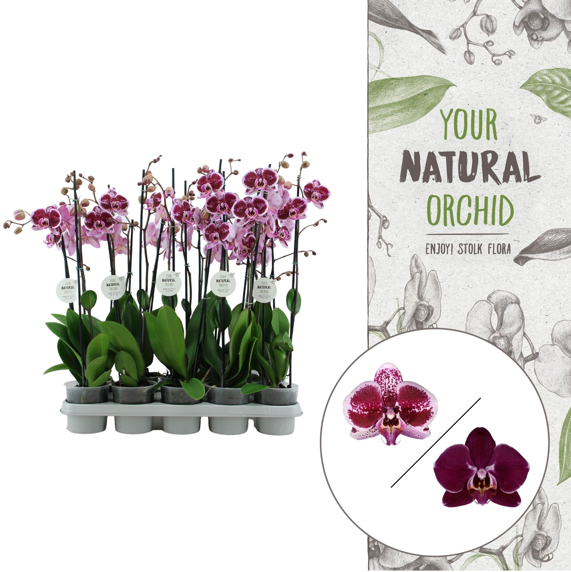 Your Natural Orchid | Red | Phalaenopsis 2 spike, D 12