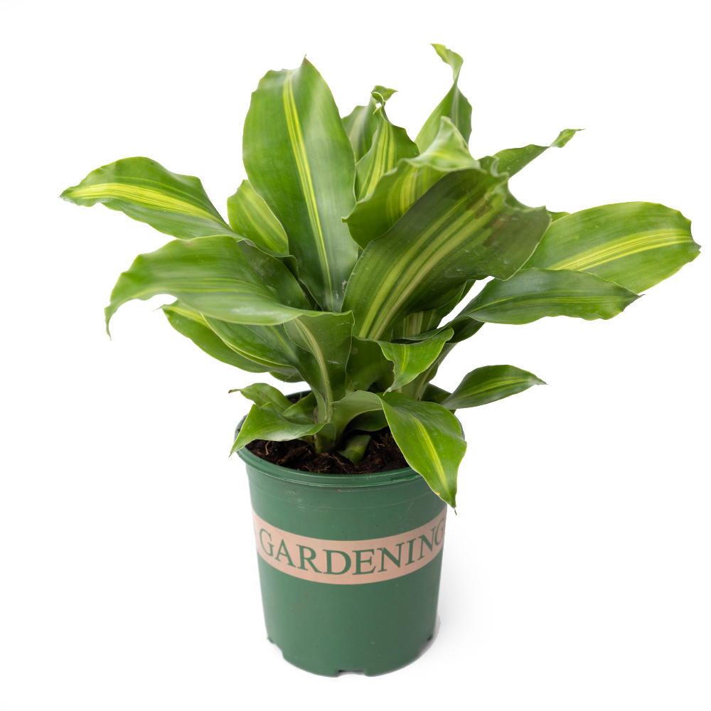 Драцена фрагранс массанжена 12 30 (предзаказ)