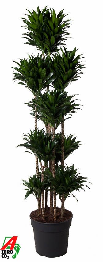 Dracaena Compacta 150-carrousel, D 40