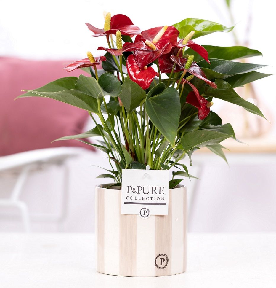 Anthurium red (Micra) in P&PURE Eline 2 cer. grey, D 12