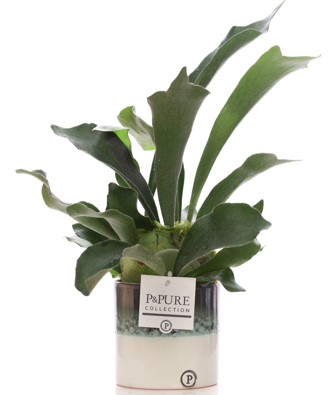 Platycerium Bif. in P&PURE Illusion ceramics, D 12