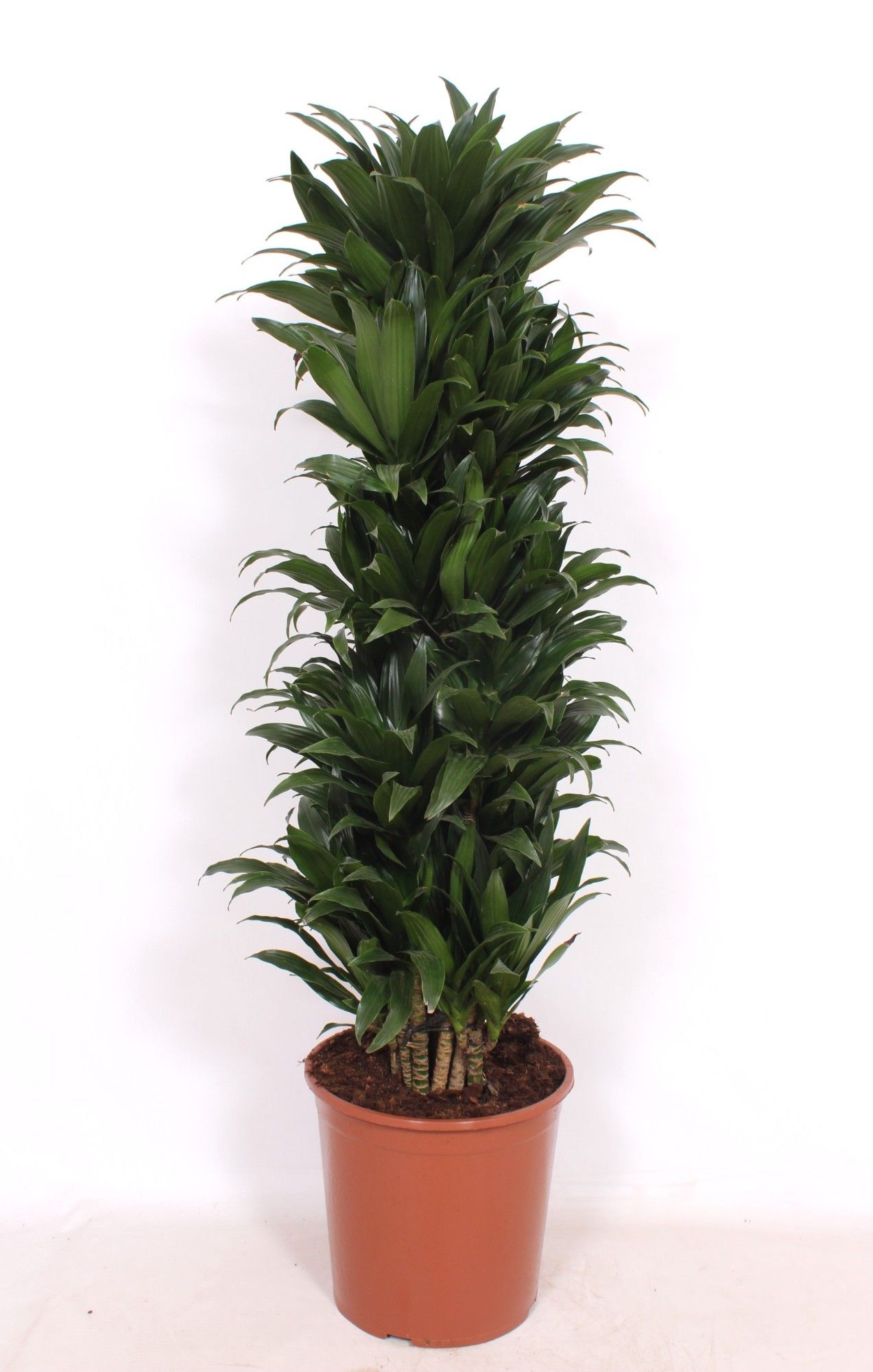 Dracaena Compacta, D 30