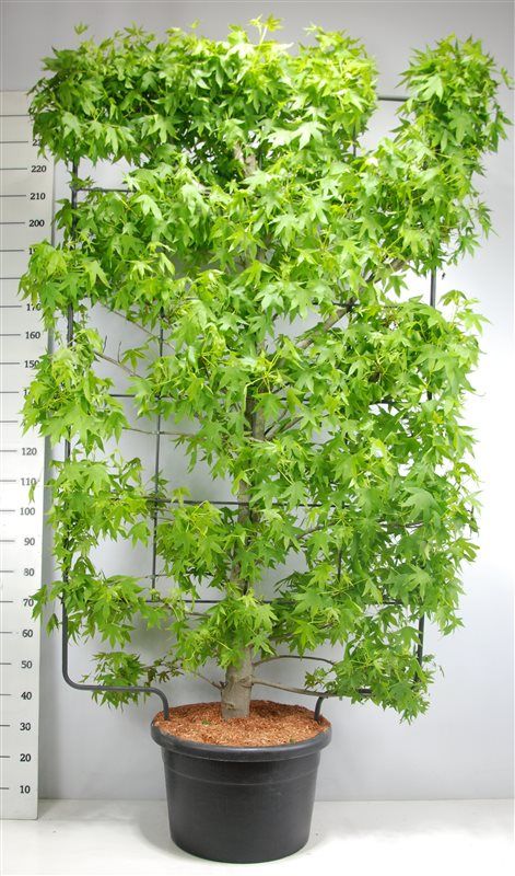 Liquidambar styraciflua, D 52