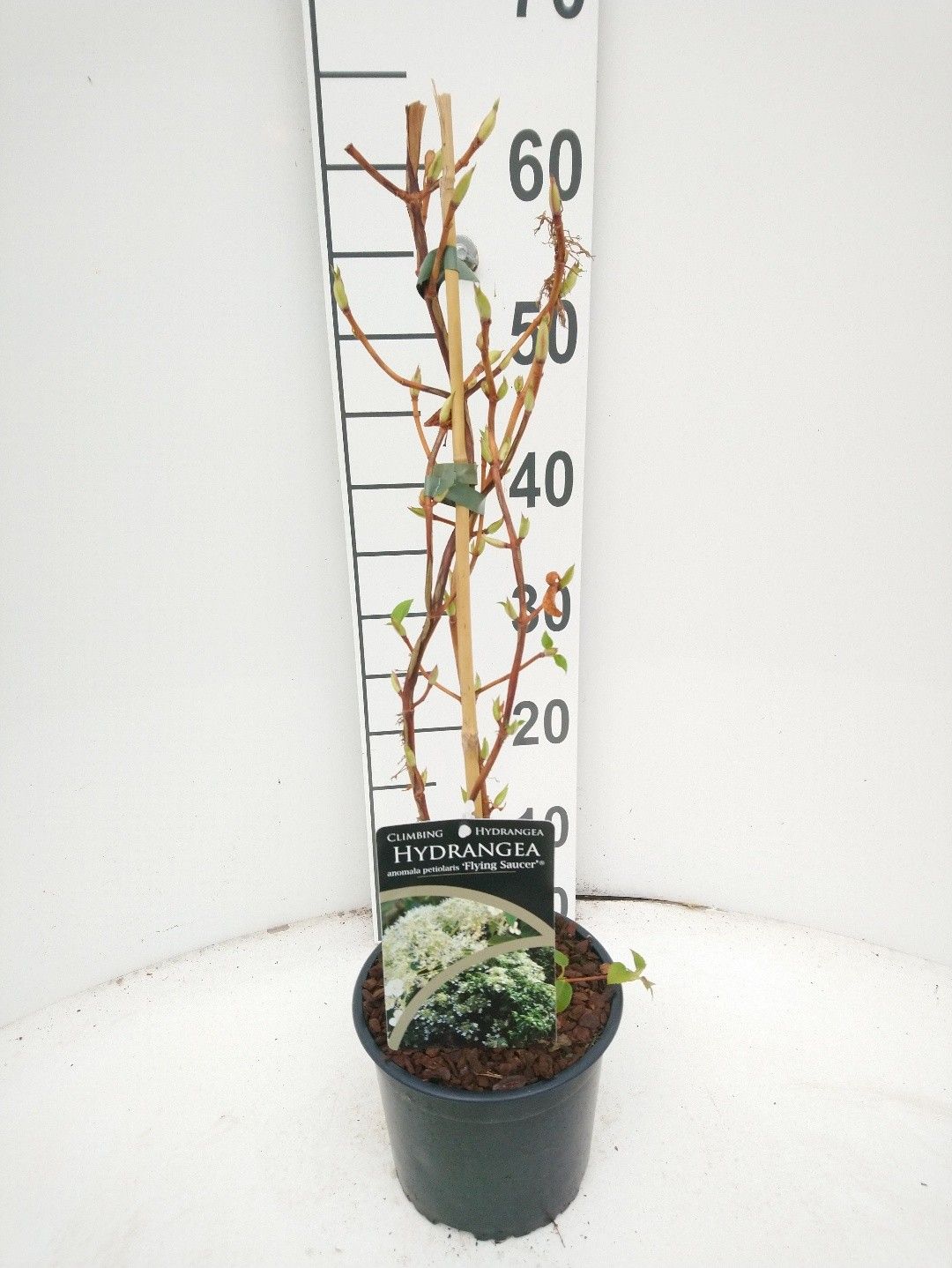 Hydrangea petiolaris Flying Saucer, D 17