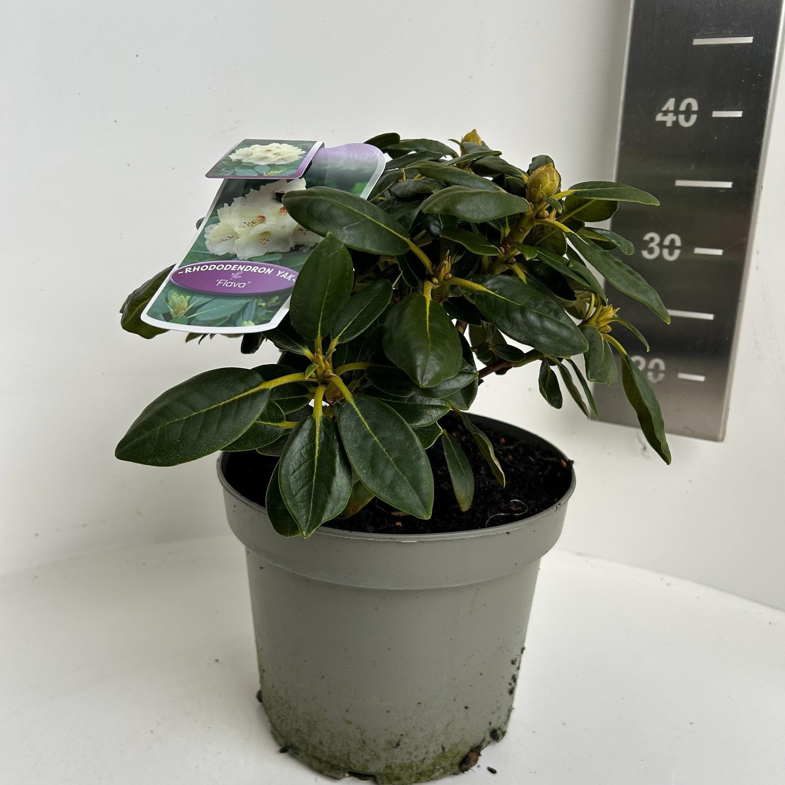 Rhododendron yak. Flava, D 23