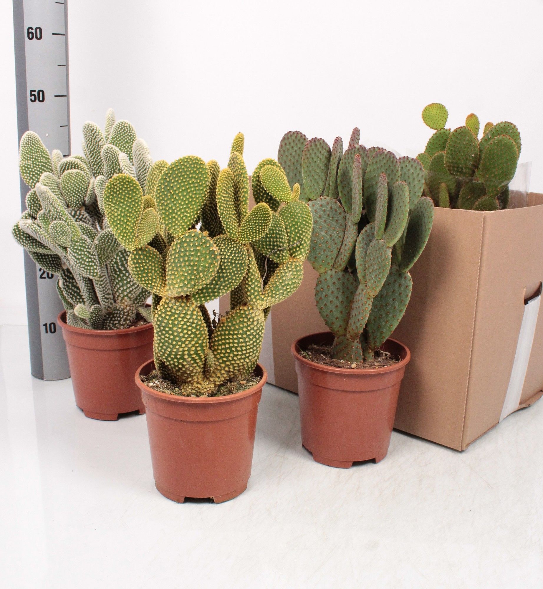 Opuntia microdasys mix, D 17