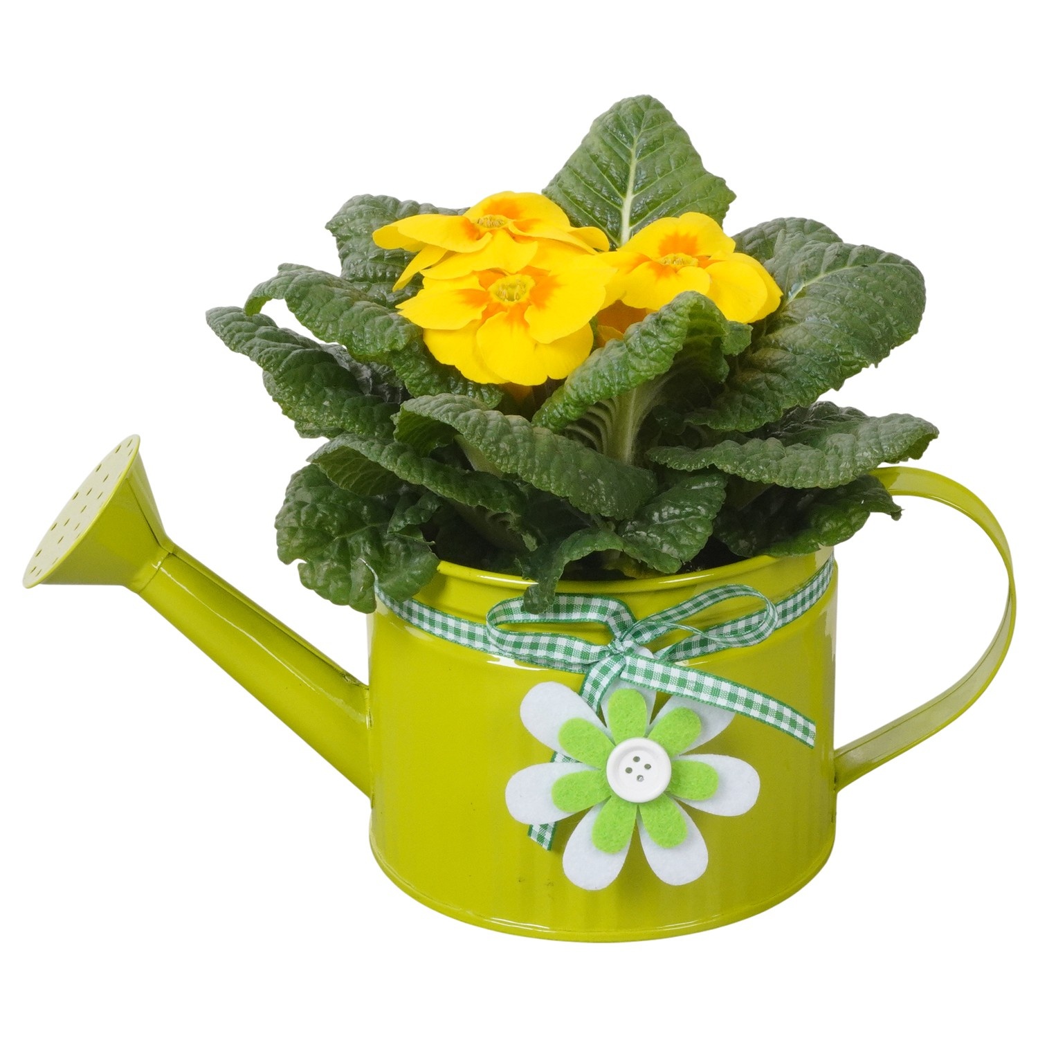 PTBM3738 Arrangement Flower Bulbs Mix in metalen gieter, D 12