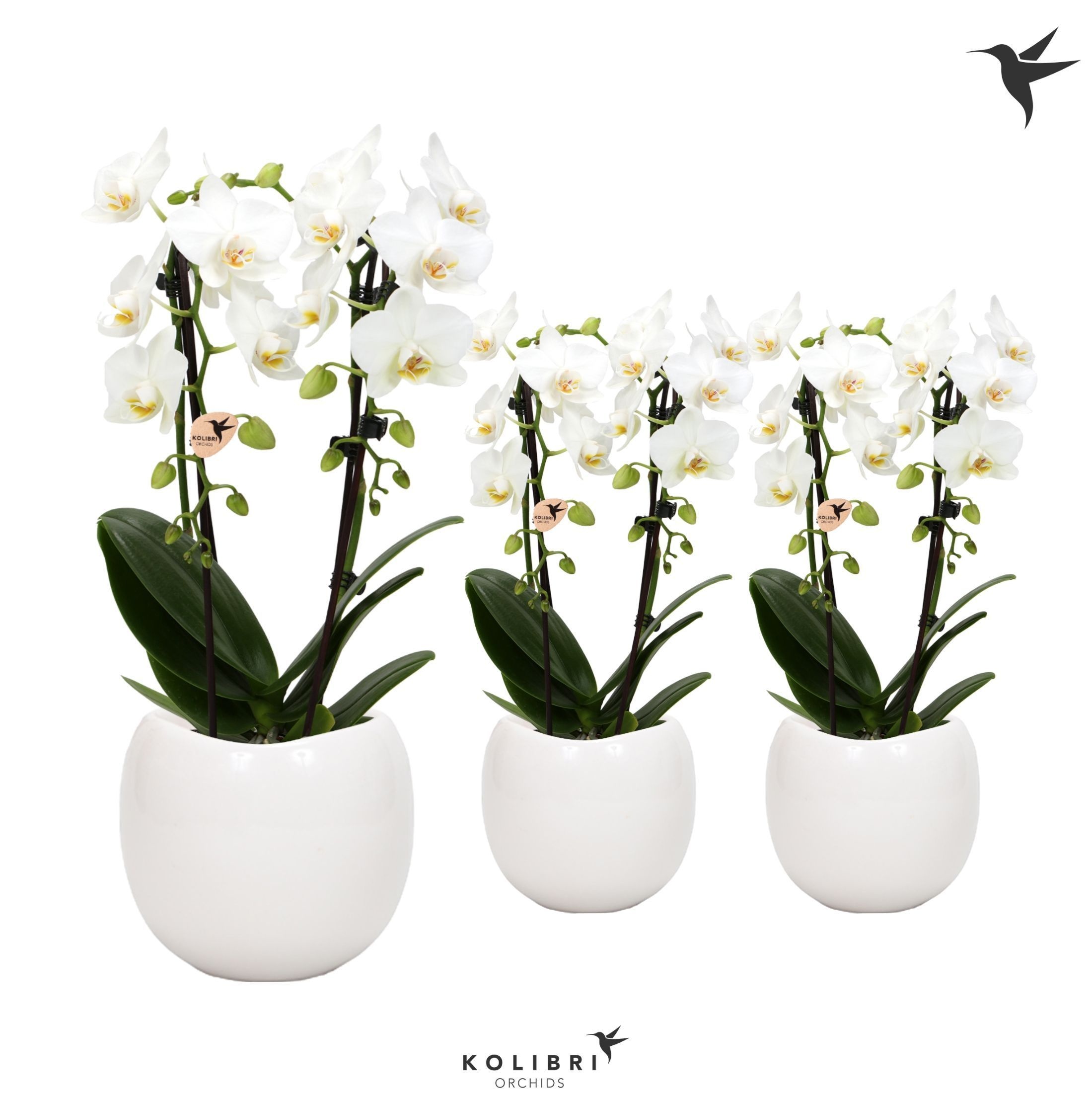 Kolibri Orchids Niagara fall white 2 spike in Bowl pot, D 9