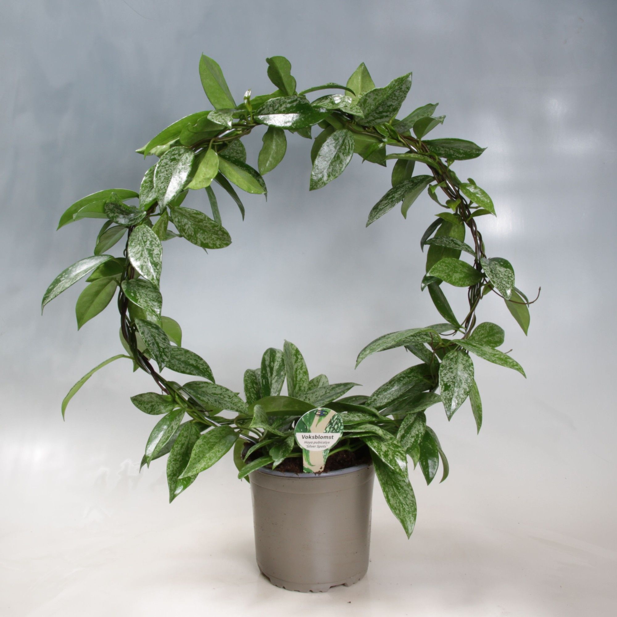 Hoya Carnosa Silverspots boog 17 cm, D 17