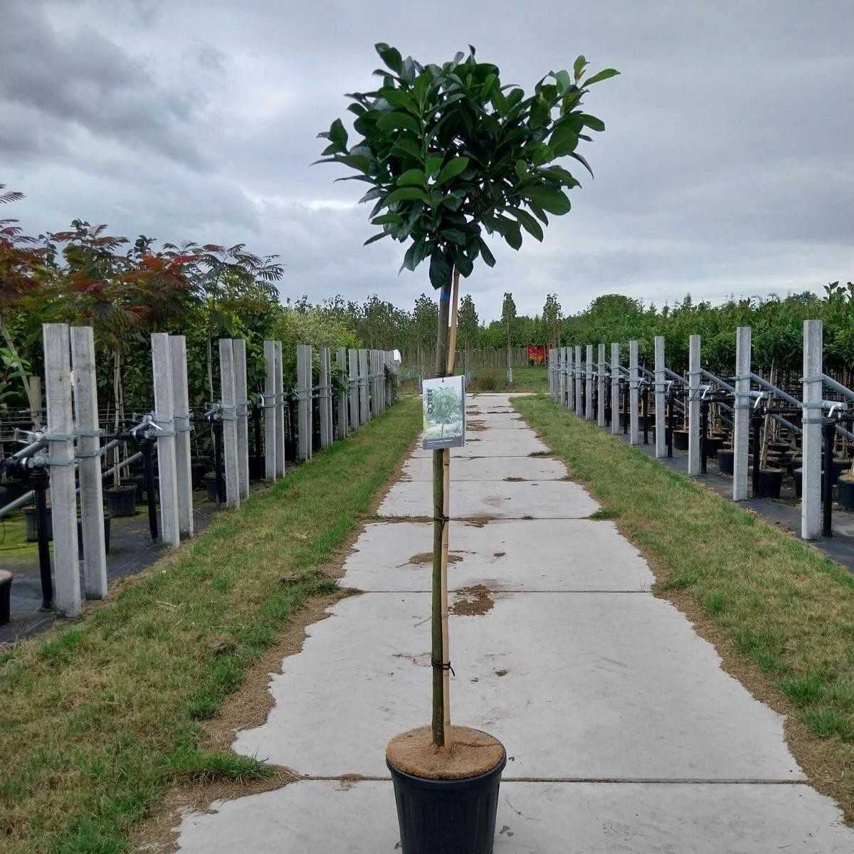 Prunus laurocerasus 'Etna' stam 120 cm, D 32