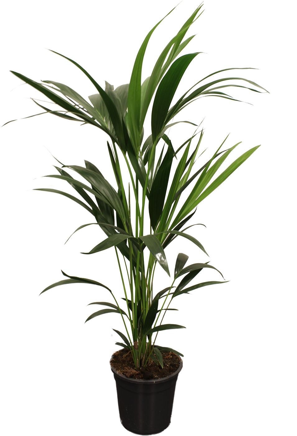 Howea forsteriana (Kentia) 5 pit 100-120cm, D 21