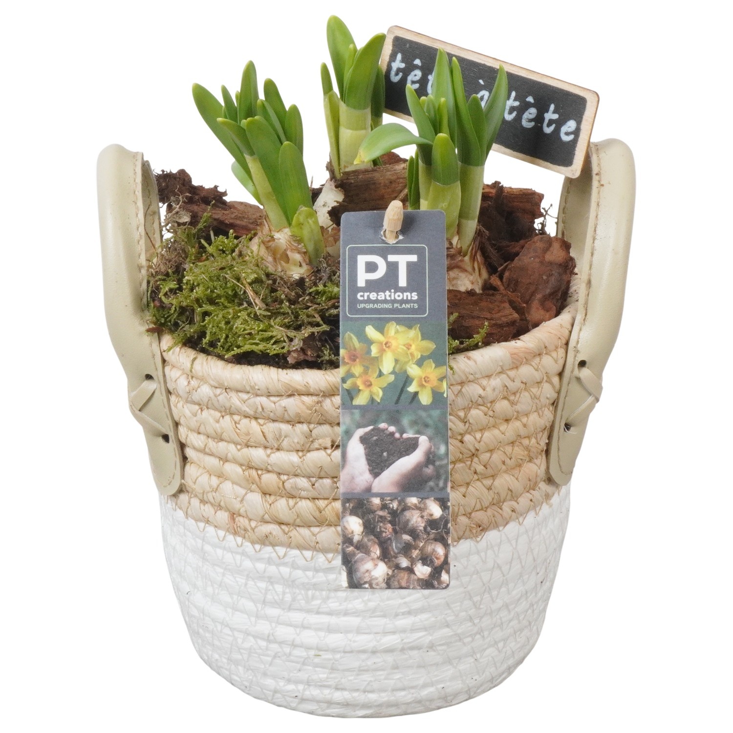 PTN8619 Arrangement Narcissus in rieten mand, D 14