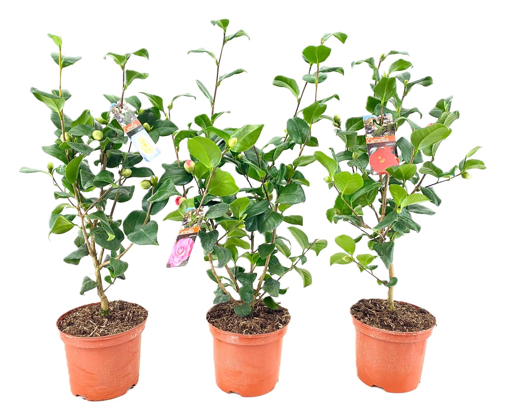 Camellia japonica, D 19