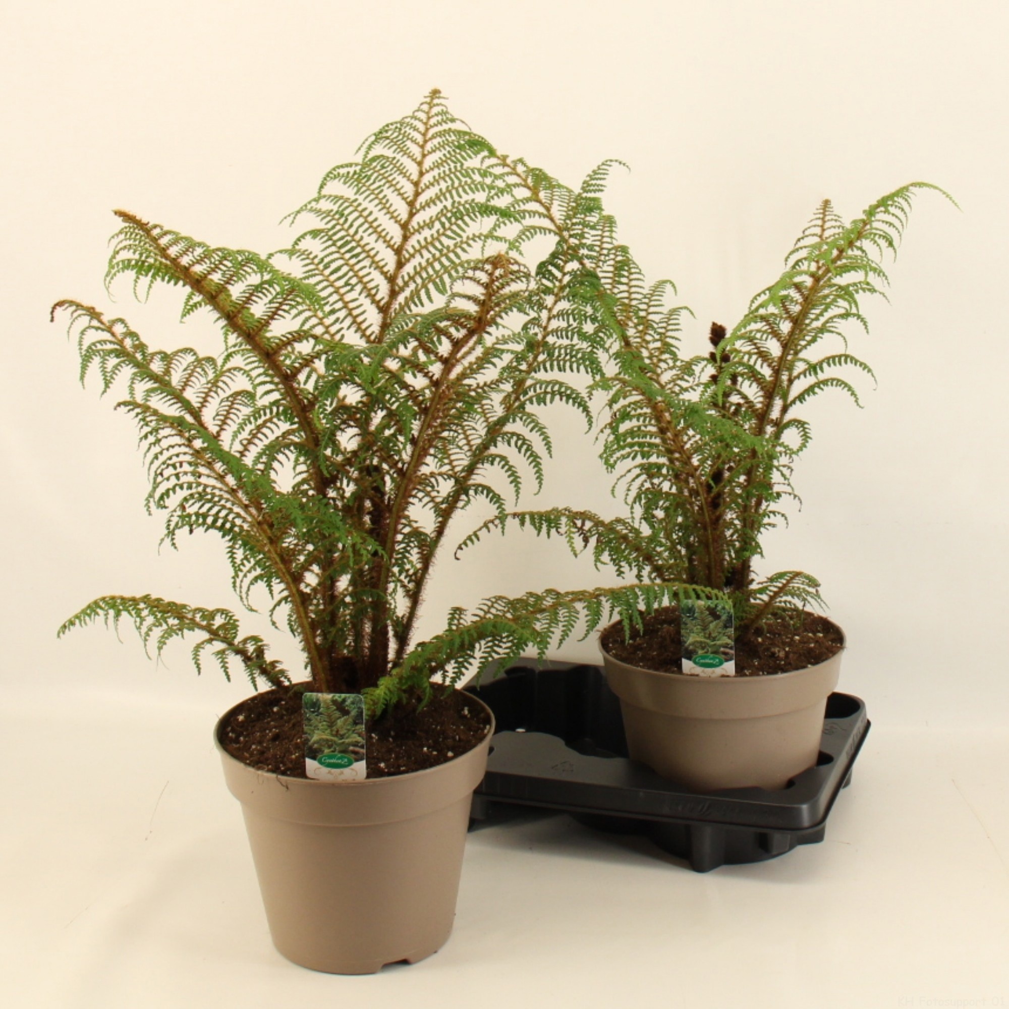 Cyathea Tomentosissima Highland Lace/ Wollige boomvaren 23cm, D 23
