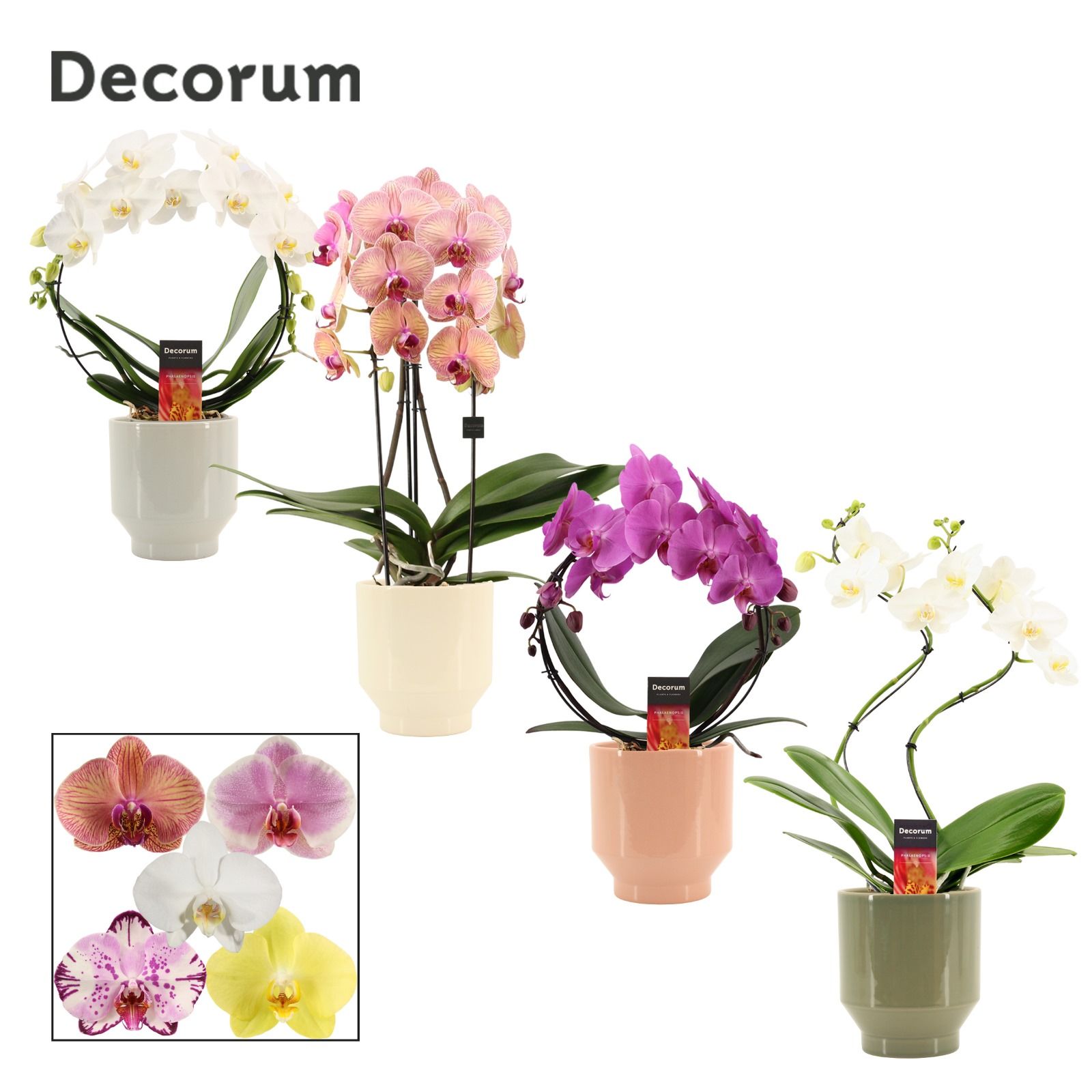 Phalaenopsis vormen mix 2 tak in Pato (Deco-collection), D 12