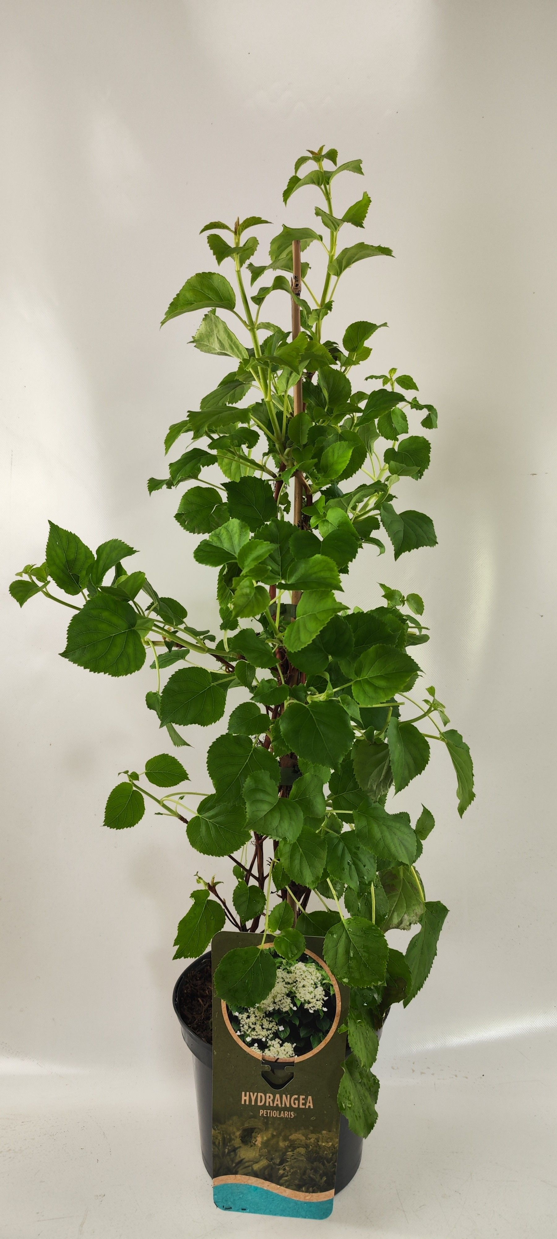 Hydrangea petiolaris, D 19