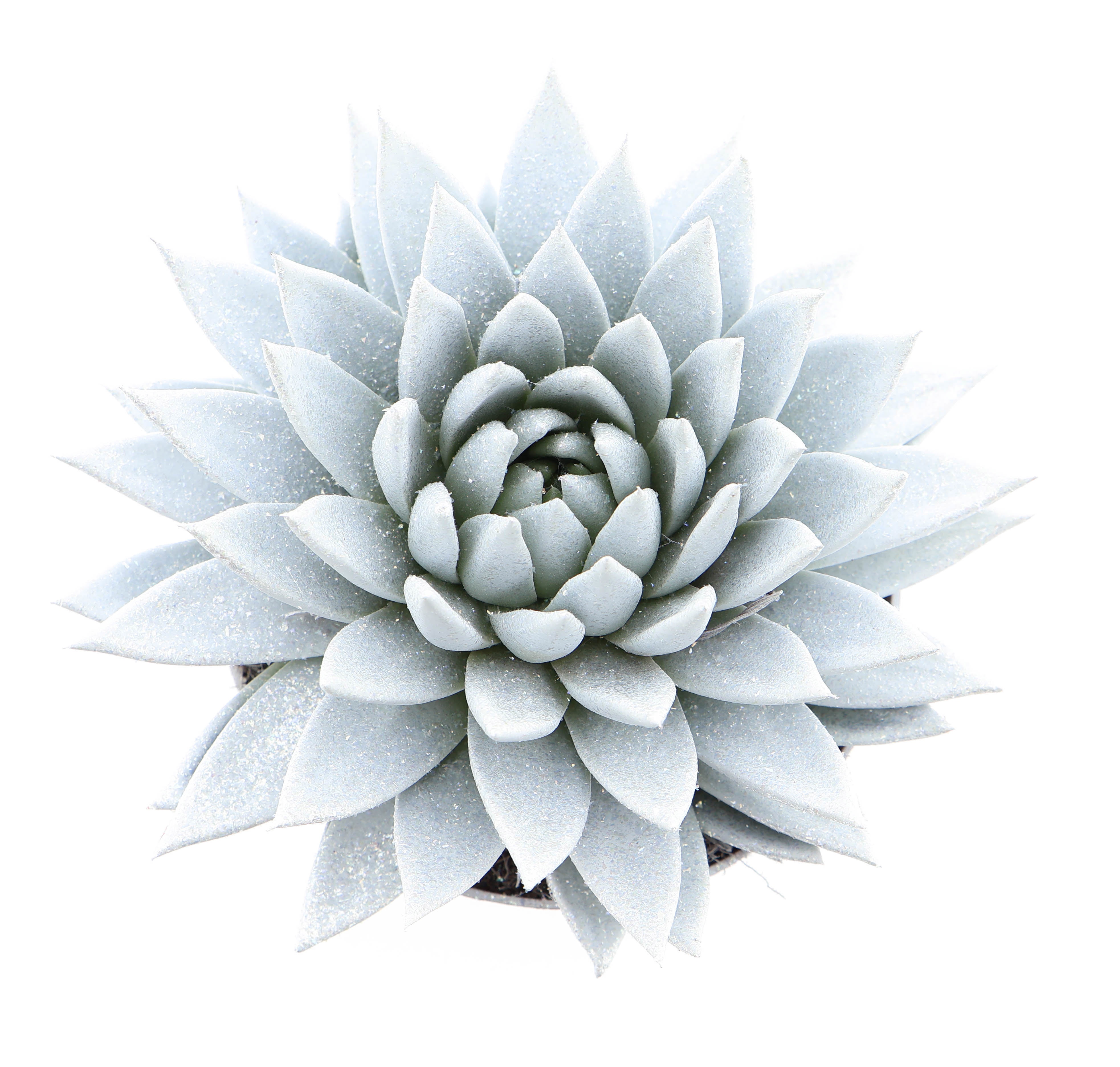 Miranda parelmoer + glitter, D 17