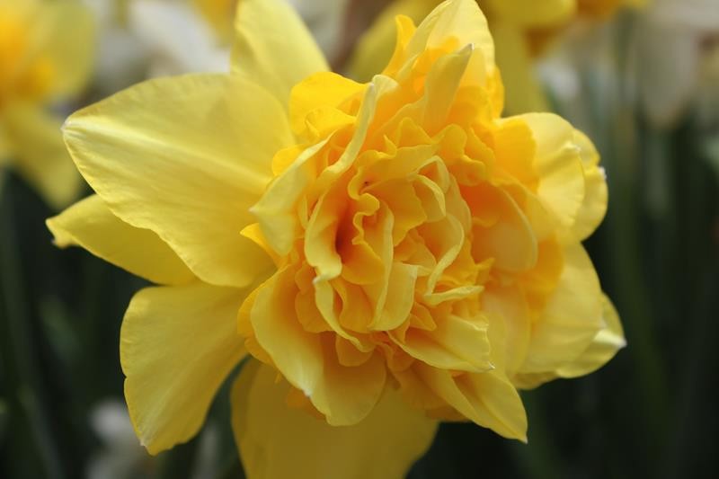 NARCISSUS INCOMPARABILIS 'DICK WILDEN', D 23