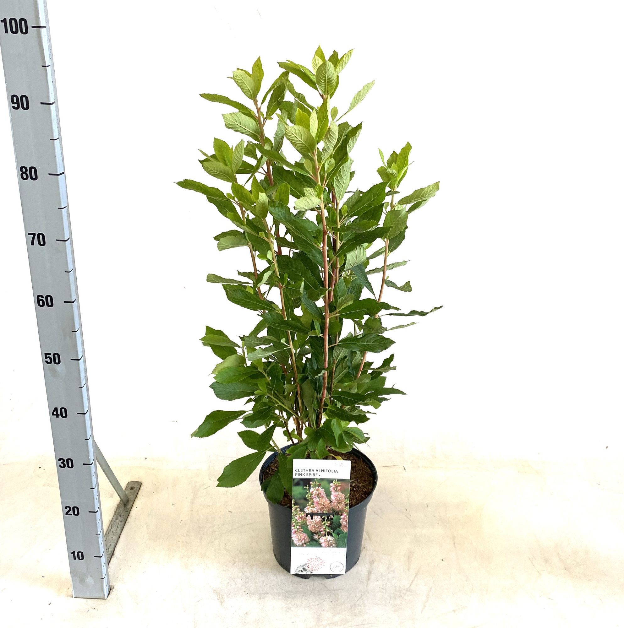 Clethra alnifolia 'Pink Spire', D 23