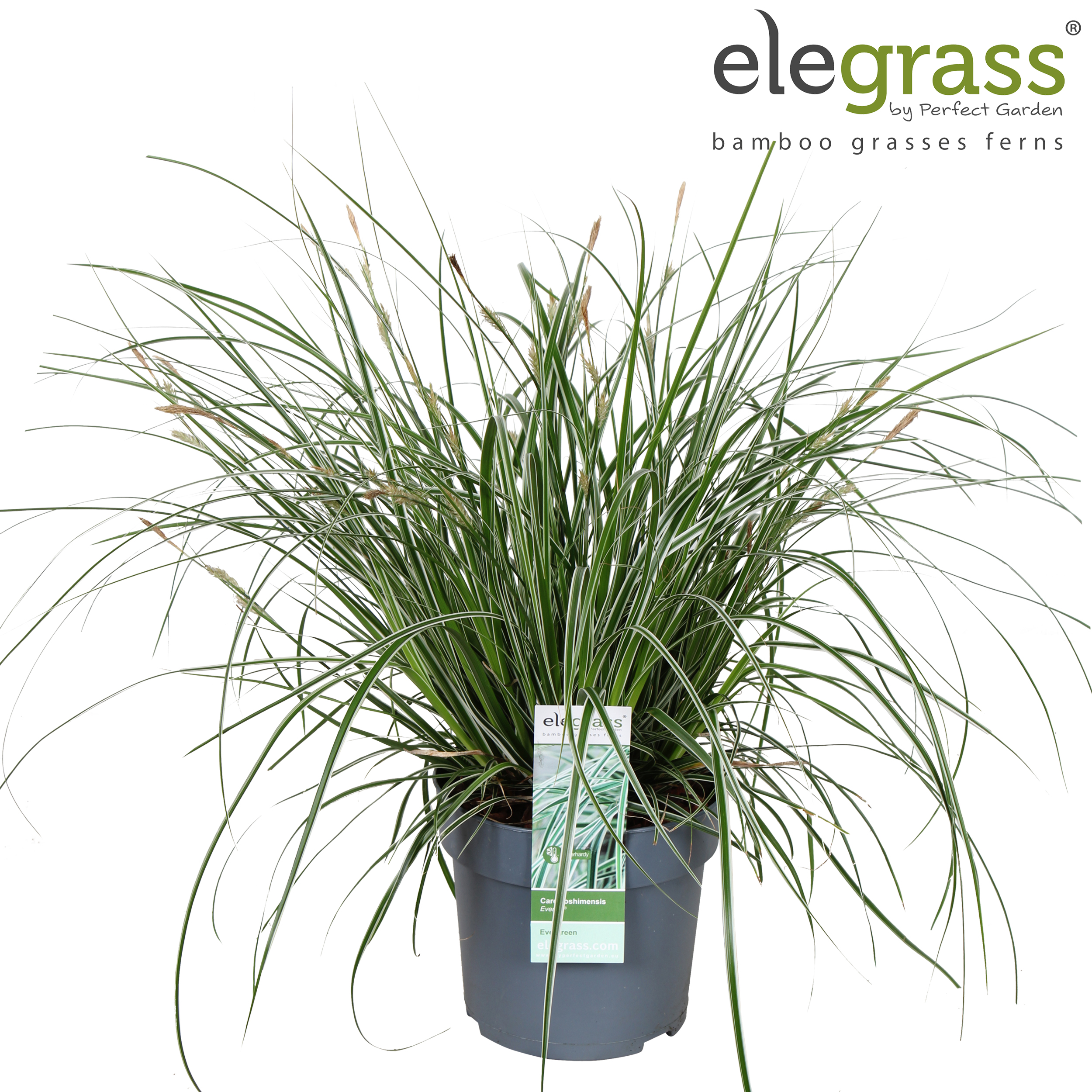 Carex oshimensis 'Everest' P14, D 14