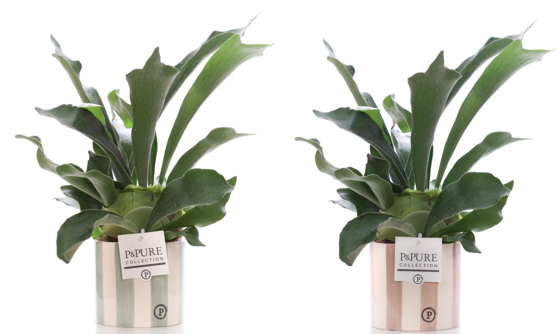 Platycerium Bif. in P&PURE Eline 2 ceramics ass.2, D 12