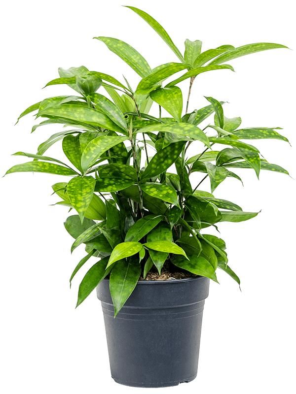 Dracaena surculosa (40-60), D 17