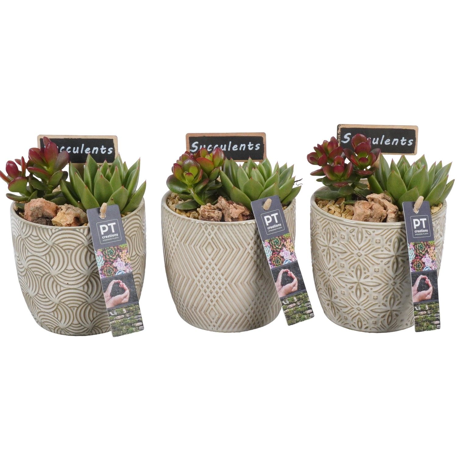 PTSU8469 Arrangement Succulenten in keramiek pot, D 12