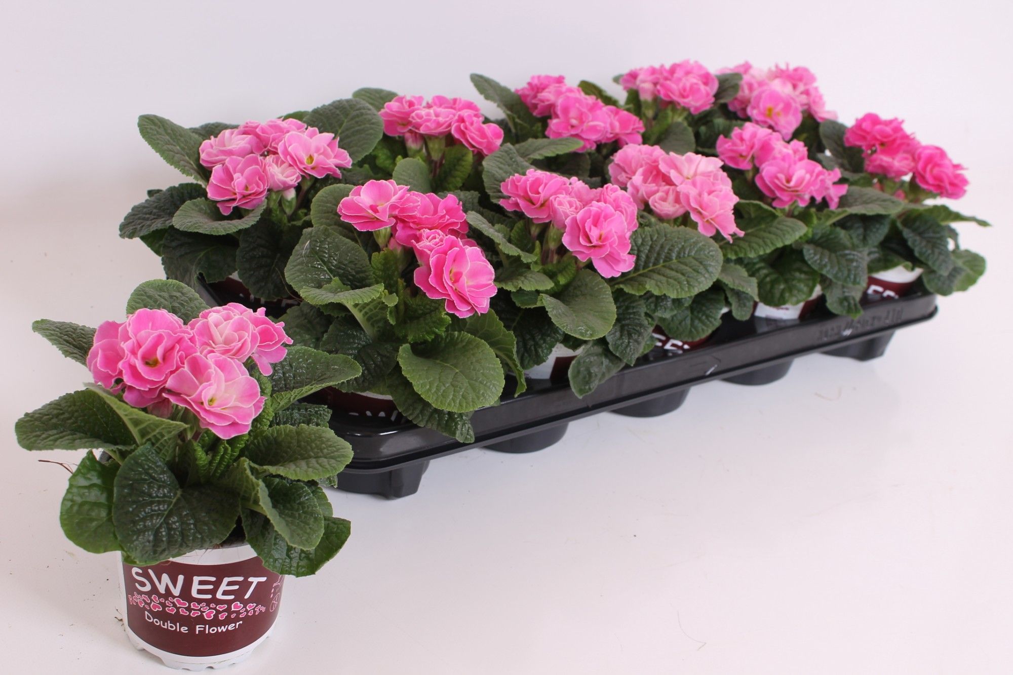 Primula Sweet Special - Rubens Pink, D 11