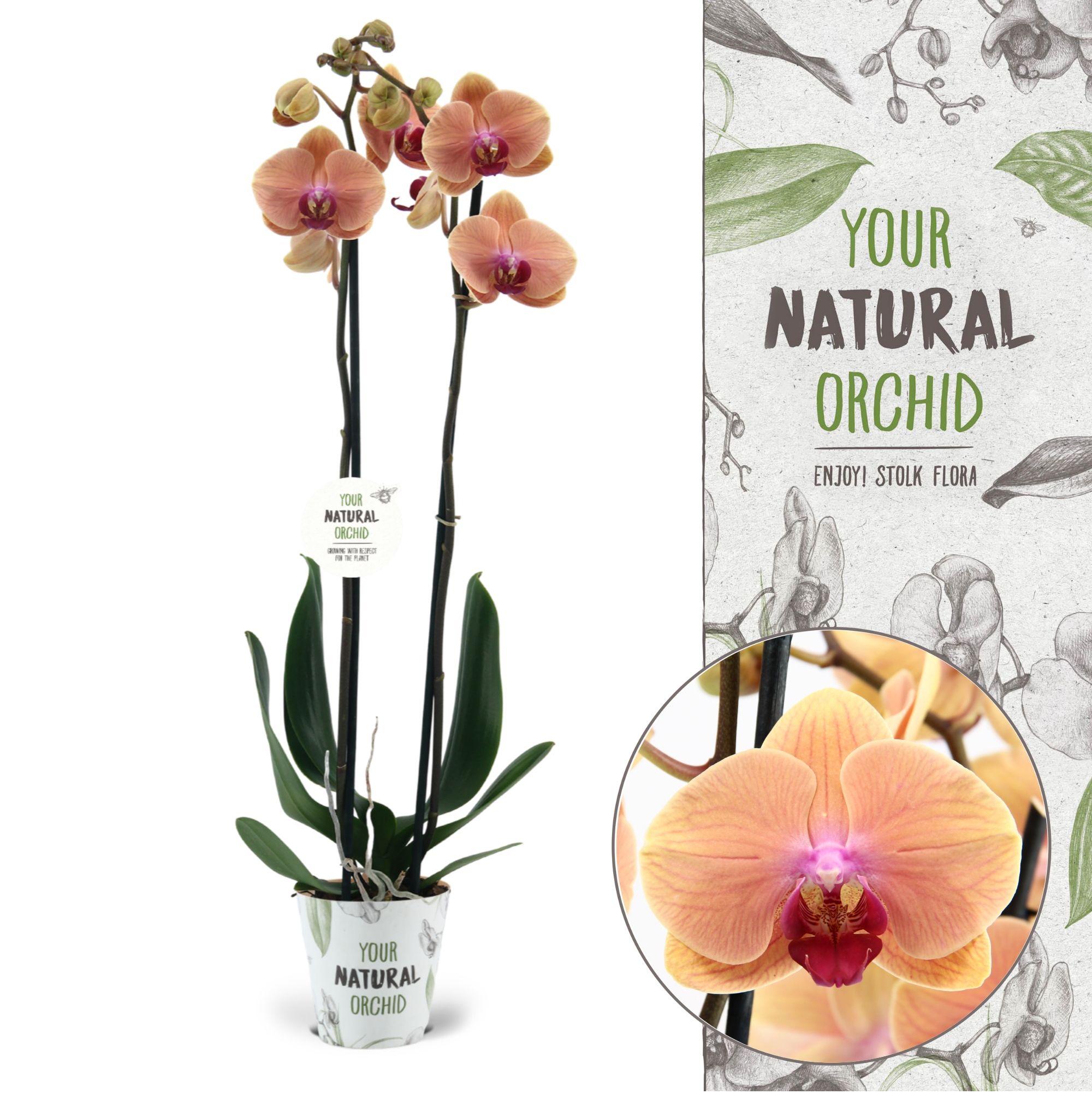 Your Natural Orchid | Caribbean Dream | Phalaenopsis 2 spike, D 12