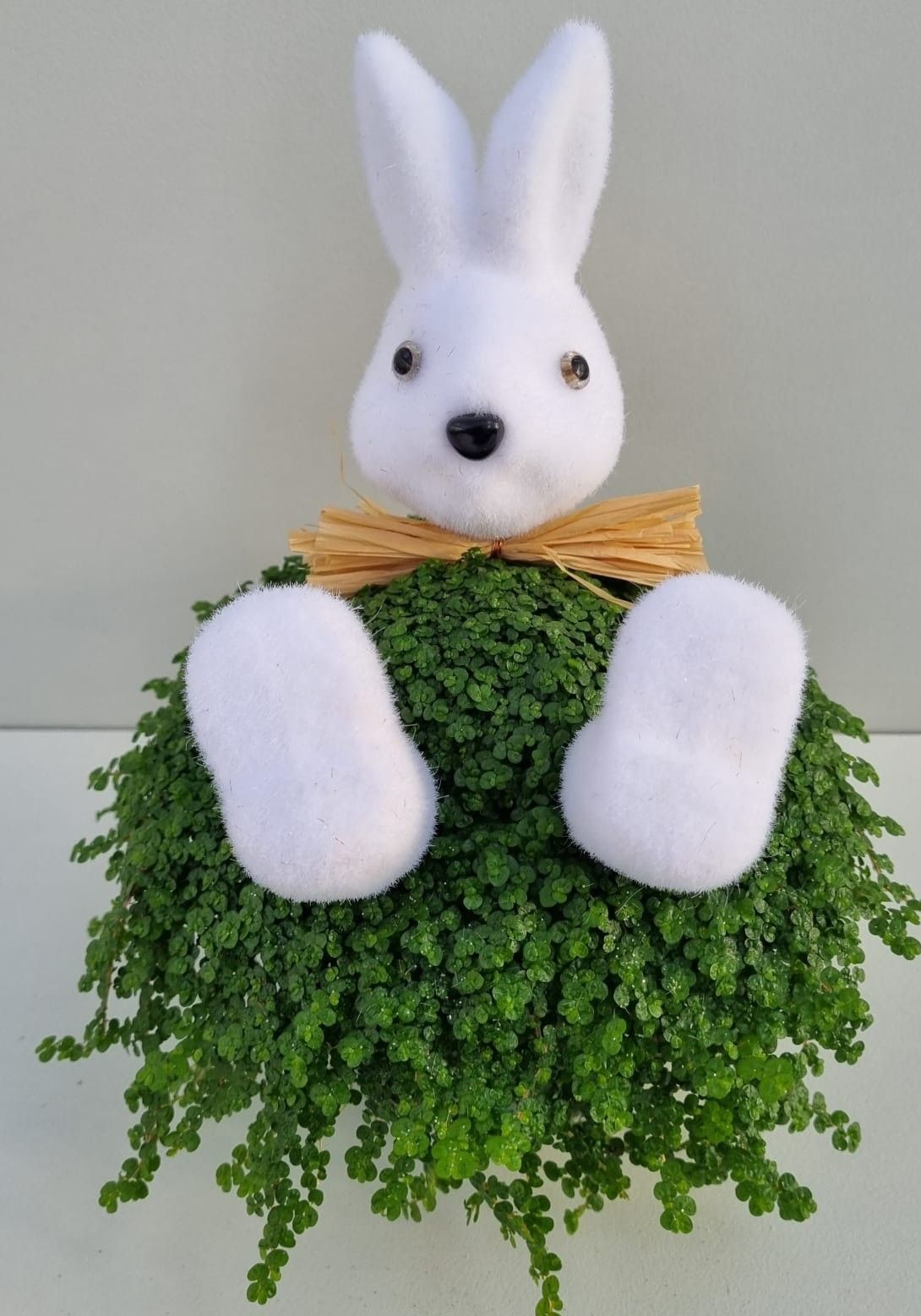 P79 Haas strik wit, D 13