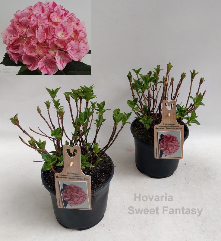 Hydrangea Hovaria Sweet Fantasy Garden 19cm, D 19