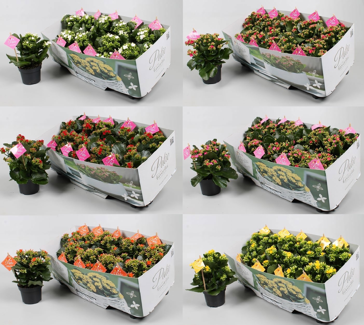 Kalanchoe garden Favorita - diverse kleuren, D 10,5